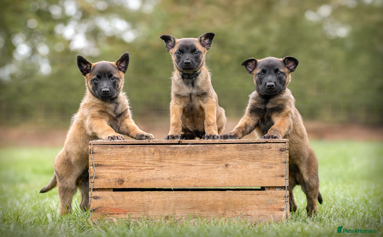 Belgian Shepherd Dog dogs - Advert 2