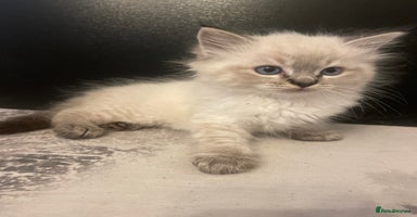 Ragdoll cats - Advert 5