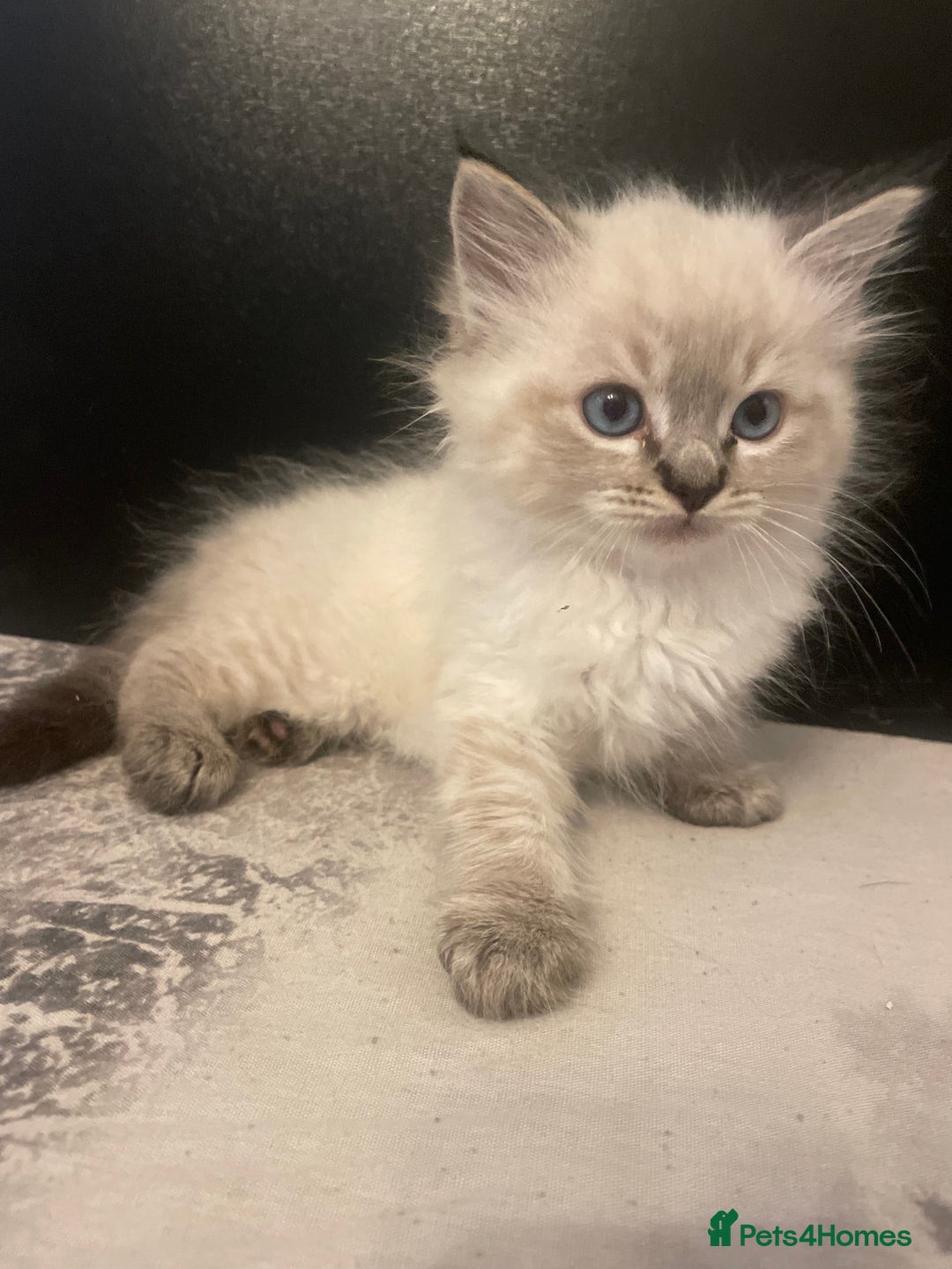Ragdoll cats for sale: Last boy girl Hcm pkd so loving  playful cutie  - Image 7