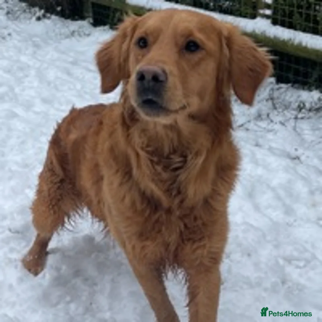 Golden Retriever dogs for stud: Dark Red Health Tested Proven Retriever Stud in Bewdley - Advert 4