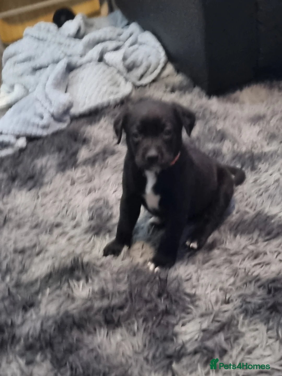 Mixed Breed dogs for sale: 3 xx Stunning Girls Left Staffador Puppies  - Advert 9