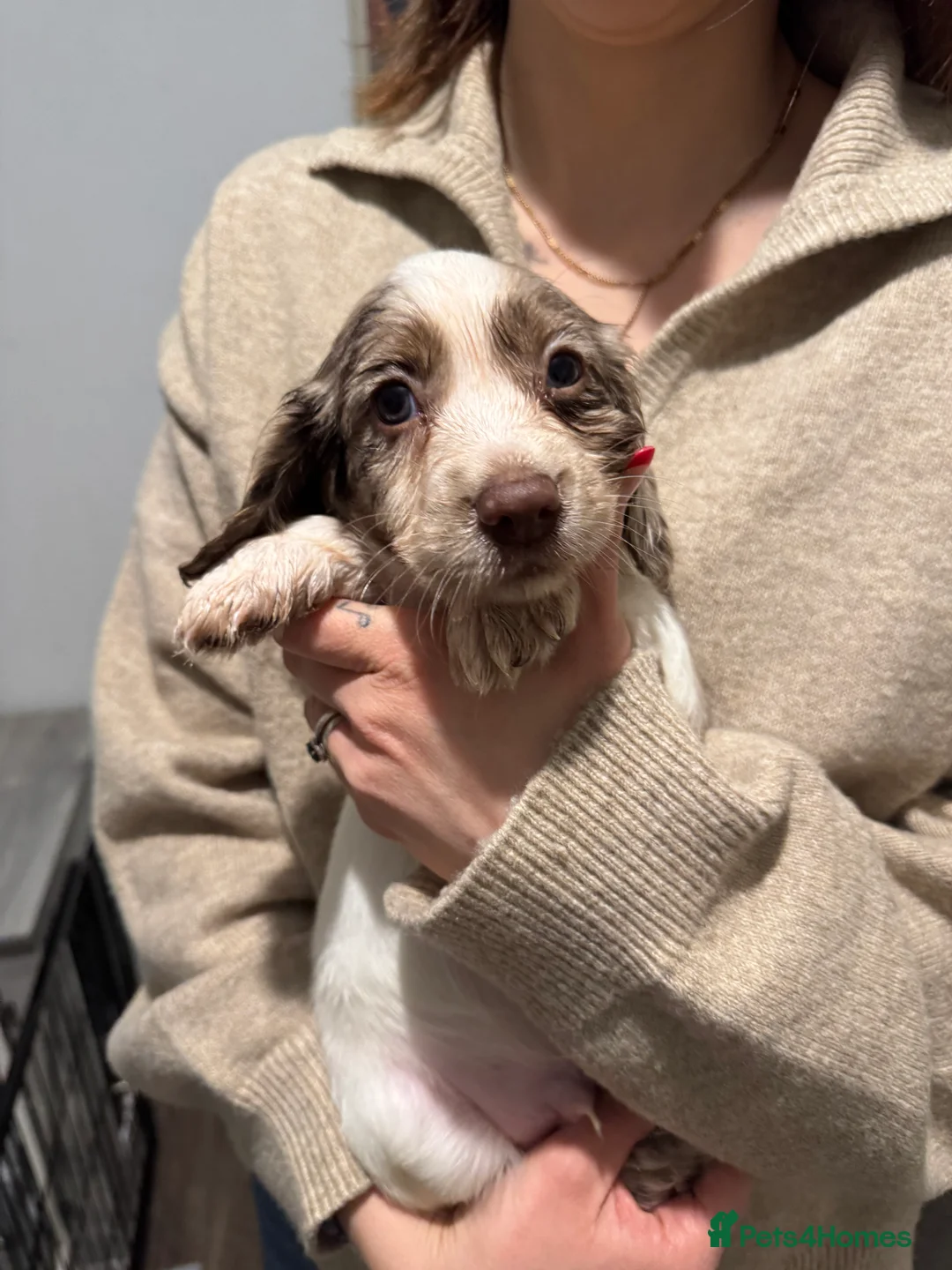 Cocker Spaniel dogs for sale: 4 Cocker Spaniel pups - unusual colours - Advert 11