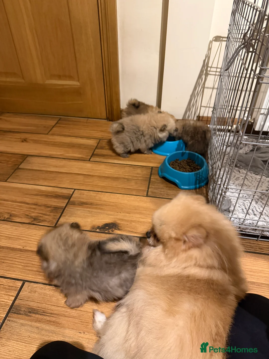 Pomeranian dogs for sale: 4 Gorgeous Poms 😊 - Advert 2