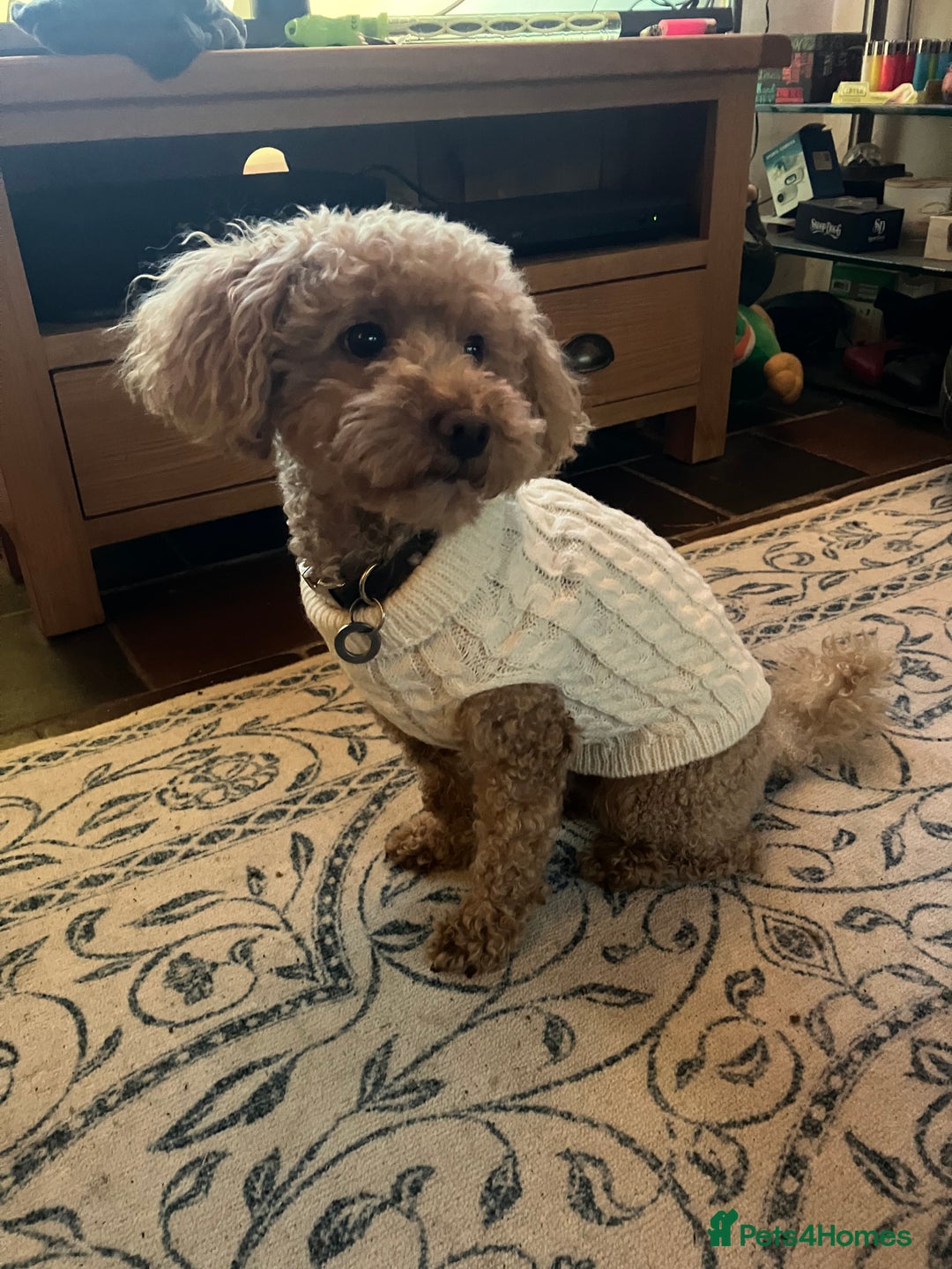 Poochon dogs for stud: Teddy the poochon, delightful and loving - Advert 2