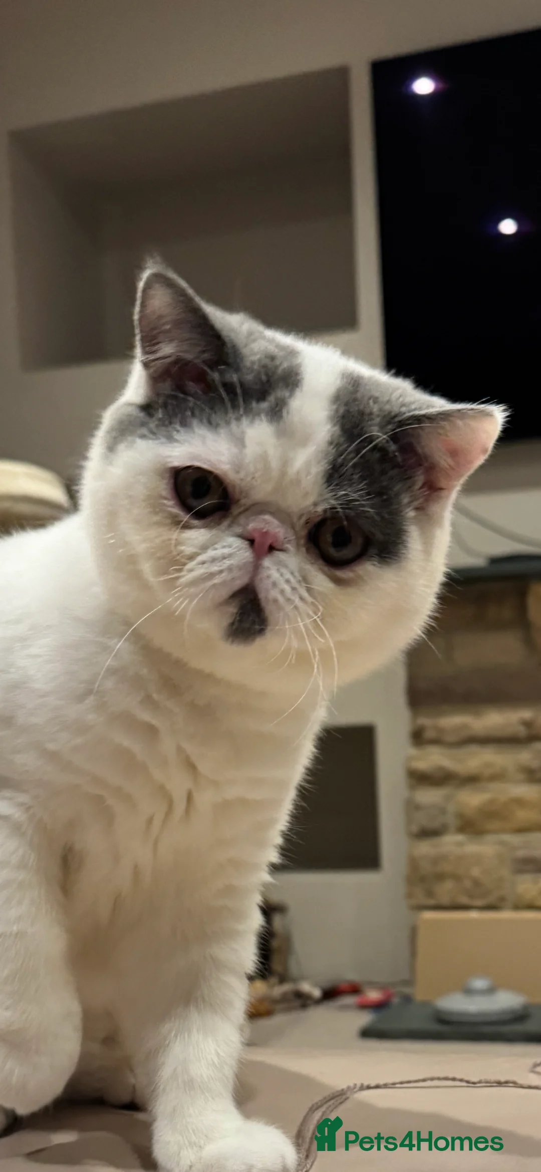 Exotic cats for sale: Beautiful Exotic kitten - Advert 2