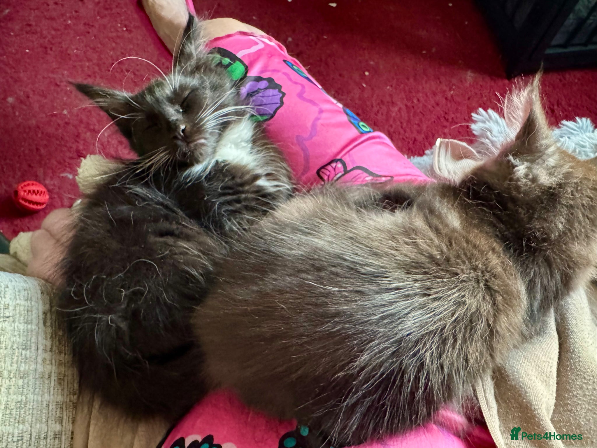 Maine Coon cats PEDIGREE MAINE COON KITTENS 3 boys/3girls - Advert 2