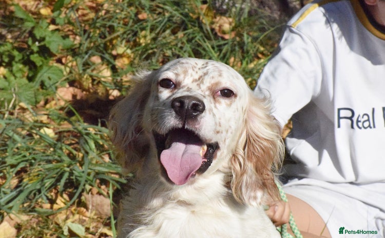 English Setter dogs - Advert 2