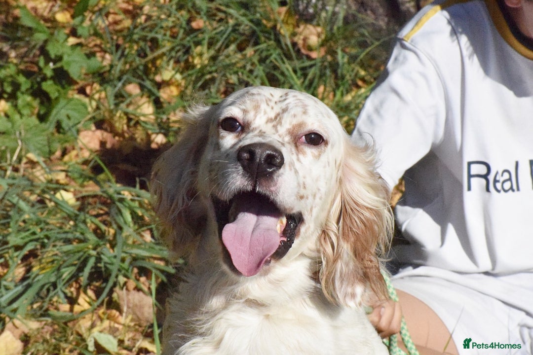 English Setter dogs for adoption: Boss  - Image 1