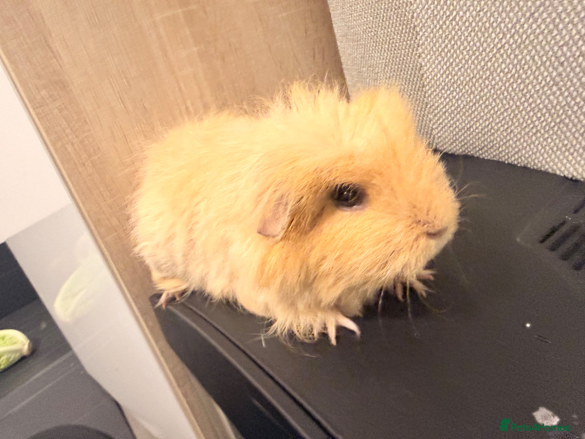 Guinea Pig rodents for sale: Looking for a new home  - Advert 2