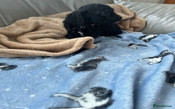 Cavapoo dogs for sale: Adorable cavapoo pups  - Advert 3