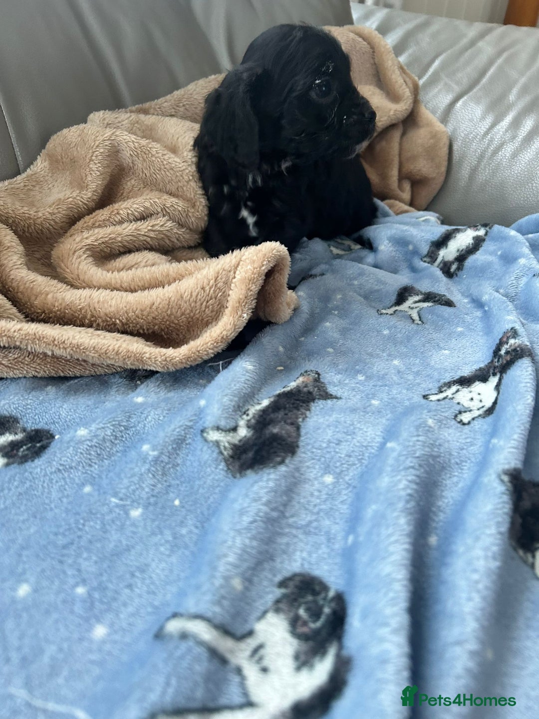 Cavapoo dogs for sale: Adorable cavapoo pups  - Advert 3