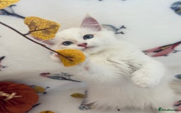 Siberian cats for sale: GCCF Registered Siberian Neva Masquerade Kittens  - Image 9
