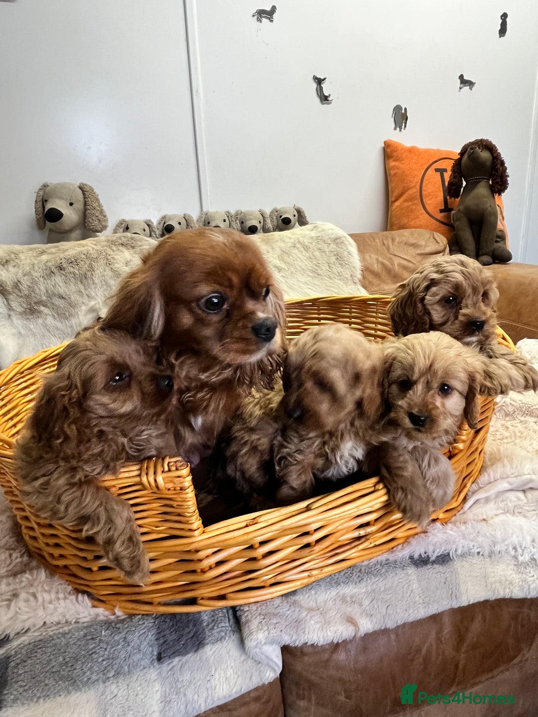 Cavapoo dogs for sale: stunningly stunning F1 Cavapoos - Advert 5