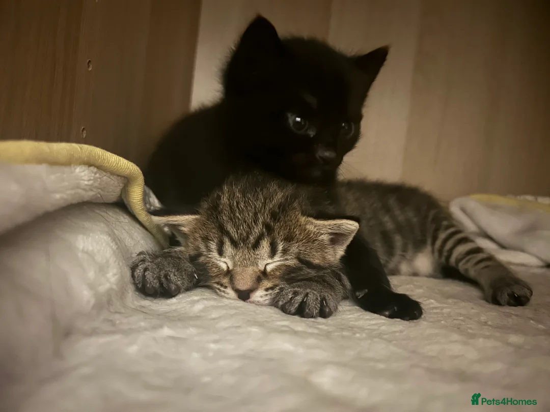 Mixed Breed cats for sale: Beautiful kittens  - Advert 32