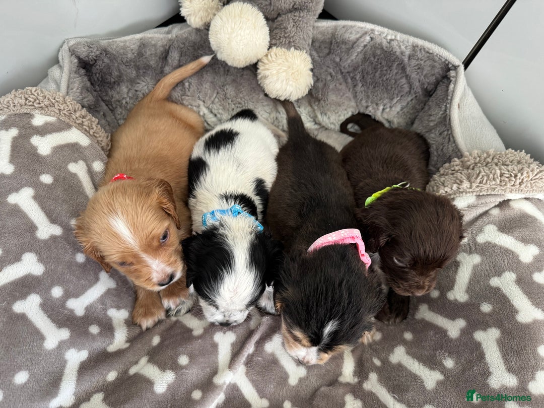 Cocker Spaniel dogs for sale: KC REG SHOW TYPE A⭐ COCKER SPANIELS - Advert 4