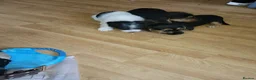 Mixed Breed dogs for sale: Terrier puppies - Advert 5