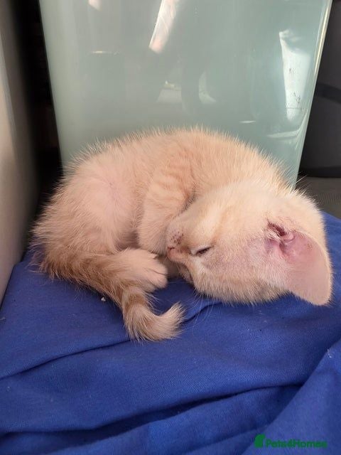 Mixed Breed cats Gorgeous boy 8 weeks old - Advert 2