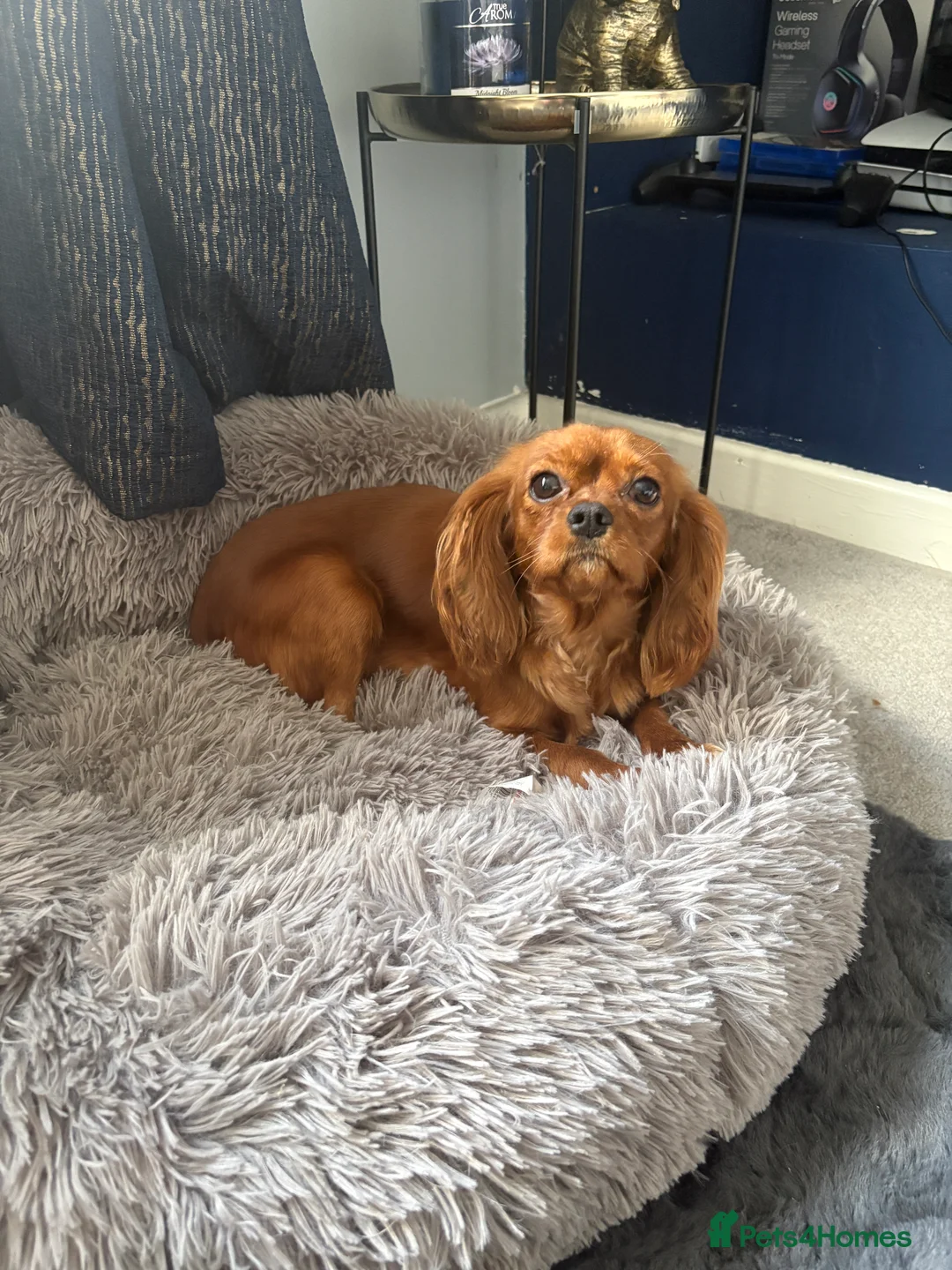 Cavalier King Charles Spaniel dogs for sale: RUBY, King Charles cavillers KC registered  in Doncaster - Advert 2