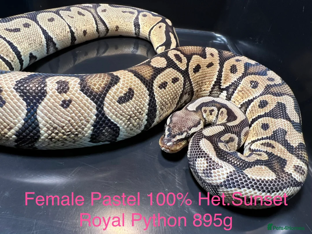 Python Snake reptiles for sale: Royal Pythons / Ball Pythons - Advert 8