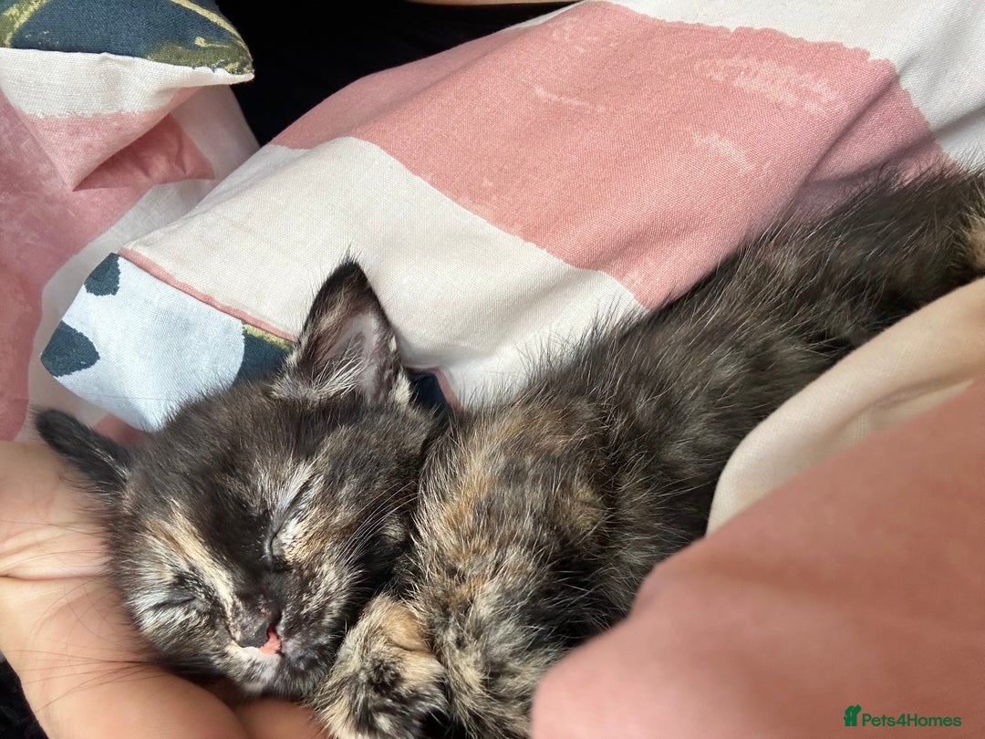 Mixed Breed cats for sale: 5 beautiful kittens ready for a new loving home  - Image 18