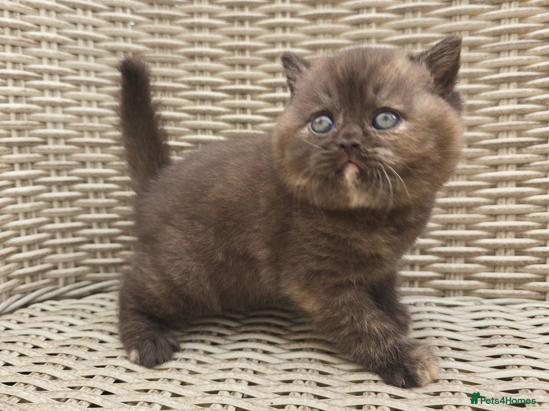 British Shorthair cats for sale: Stunning British Shorthair Kittens  - Image 6