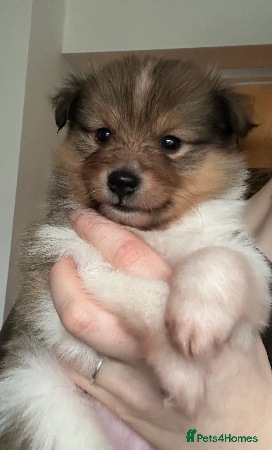 Shetland Sheepdog dogs for sale: Shetland sheepdog sable and white  - Advert 12