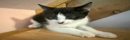 Mixed Breed cats for sale: Stunning polydactyl kittens - Advert 17