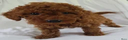 Cavapoo dogs for sale: Cavapoo puppies 5 🌟 licence breeder  - Advert 7