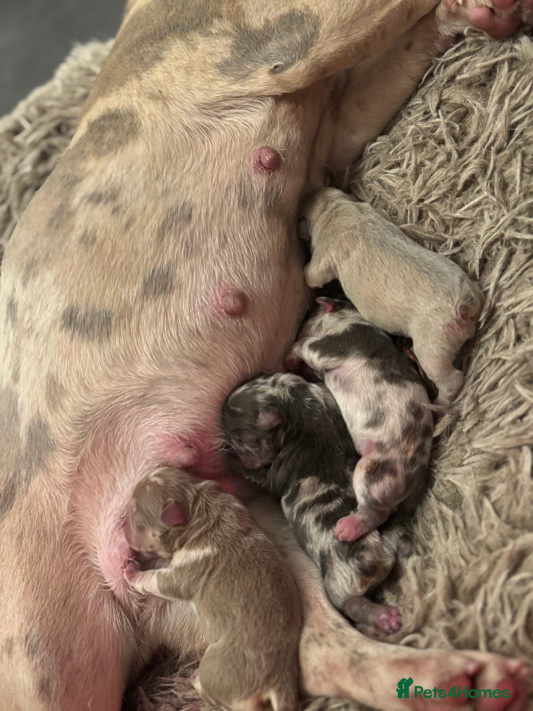 French Bulldog dogs for sale: French Bulldog Puppies  - Advert 6