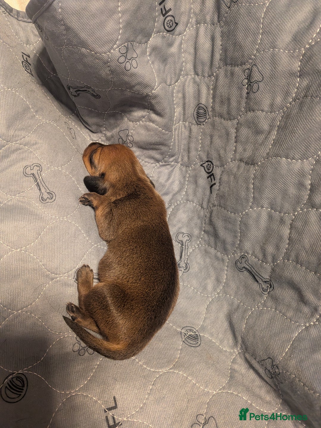 Dachshund dogs for sale: Dachshund puppies  - Advert 21