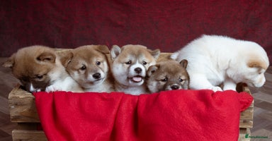 Japanese Shiba Inu dogs - Advert 6