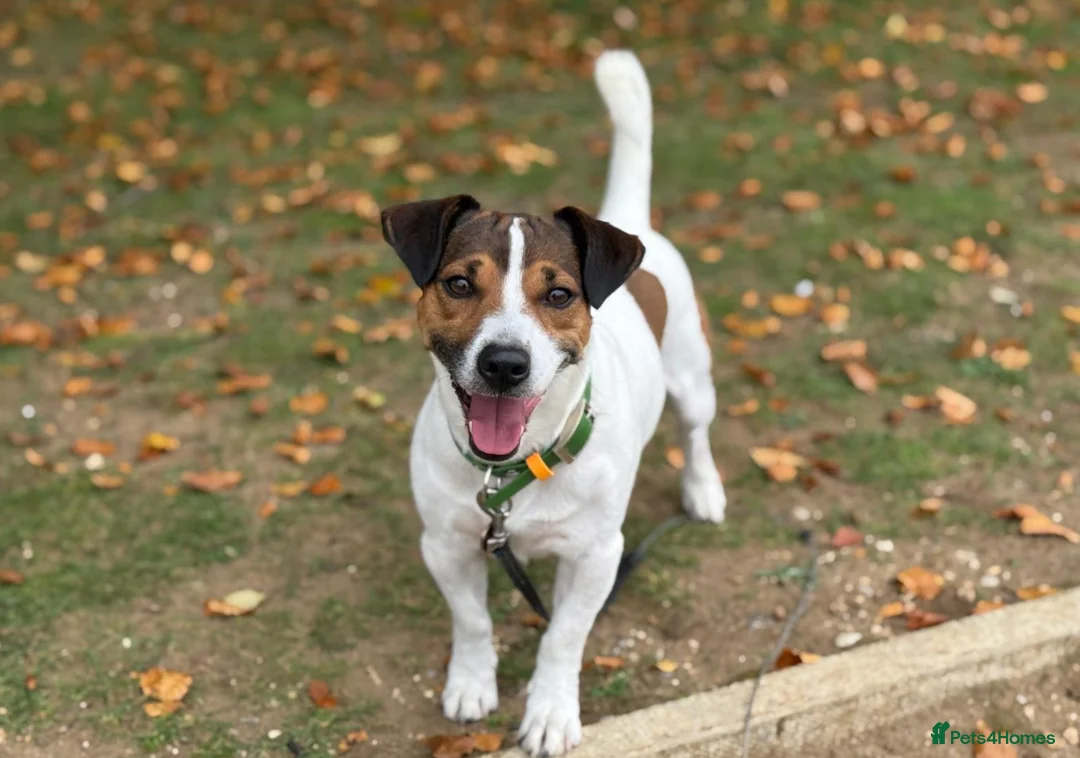 Jack Russell dogs for stud: PROVEN Jack Russell Terrier for Stud in Carshalton - Advert 2