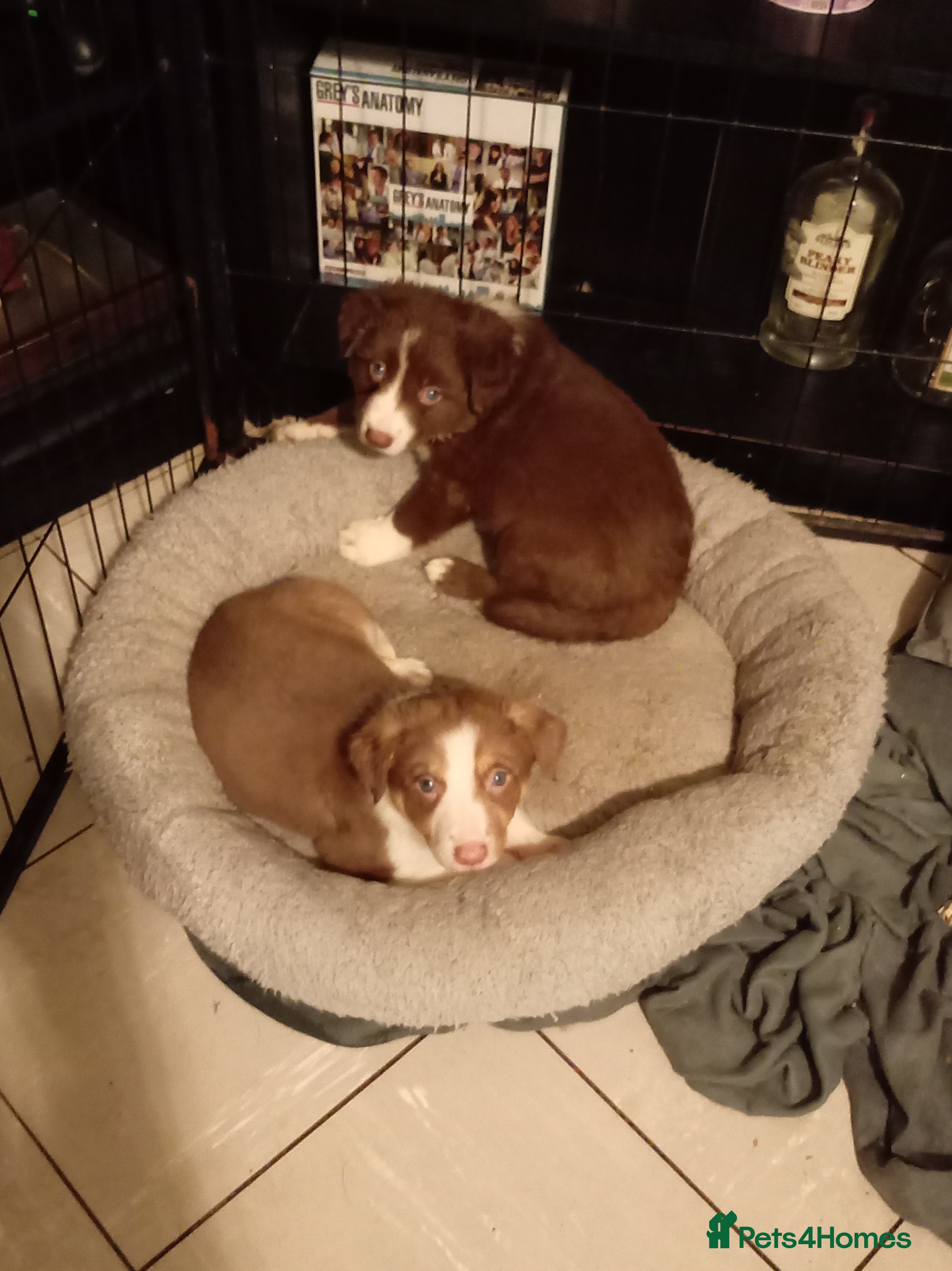 Welsh Collie dogs Tri colour Welsh sheepdog - Advert 1