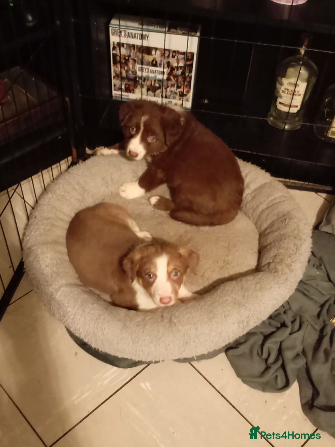 Welsh Collie dogs for sale: Tri colour Welsh sheepdog - Advert 1