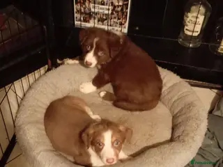 Welsh Collie dogs Tri colour Welsh sheepdog - Advert 1