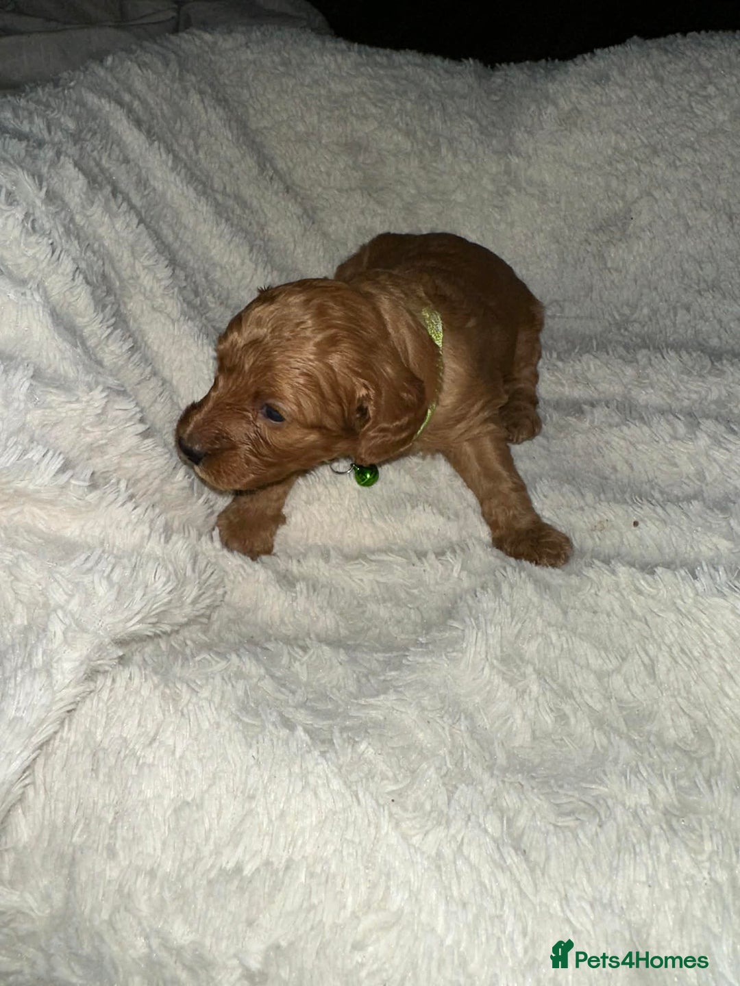 Cockapoo dogs for sale: Gorgeous F1b cockapoo puppies  - Advert 18