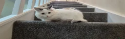 Ragdoll cats for sale: Male Ragdoll Cat - Handsome & Friendly - Advert 6