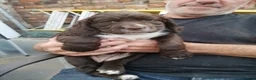Sprocker dogs for sale: Sproker spaniel pups  - Advert 8