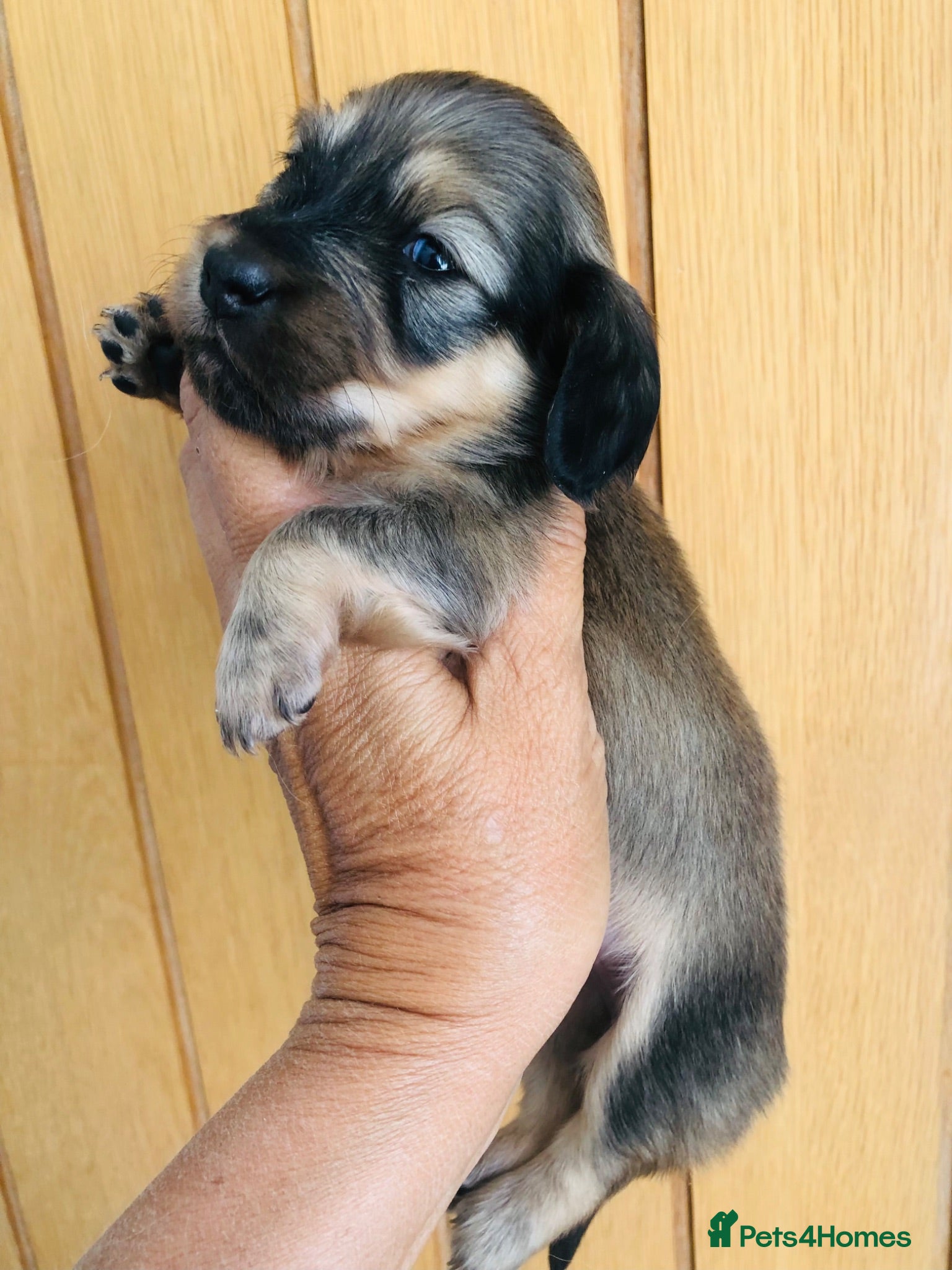 Miniature Dachshund dogs Miniature Dachshunds Longhaired - Advert 1