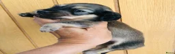 Miniature Dachshund dogs for sale: Miniature Dachshunds Longhaired - Advert 1