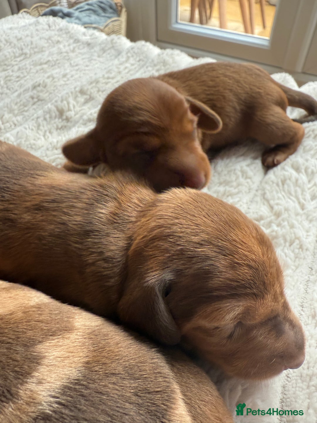 Mixed Breed dogs for sale: Beautiful 3/4 dachshund puppies - Image 4
