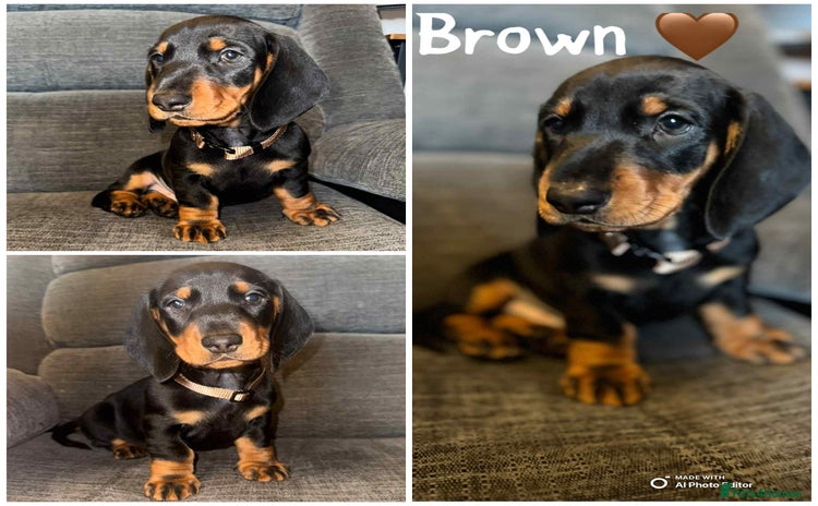 Dachshund dogs in Stafford - Advert 16