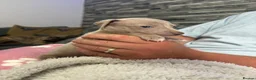 Mixed Breed dogs for sale: Italian greyhound 3/4 and 1/4 whippet puppies  - Advert 24