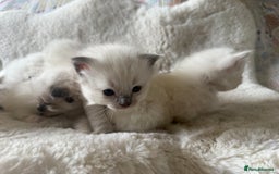 Ragdoll cats for sale: Beautiful litter of Ragdoll baby’s!  - Image 14
