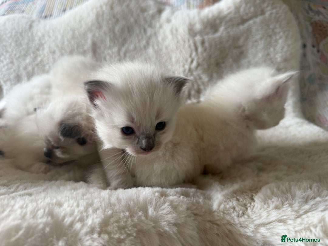 Ragdoll cats for sale: Beautiful litter of Ragdoll baby’s!  - Image 14