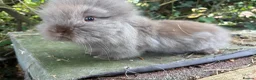 Lionhead rabbits for sale: 1 fluffy lionhead babies and 3 minilop babies  - Advert 8