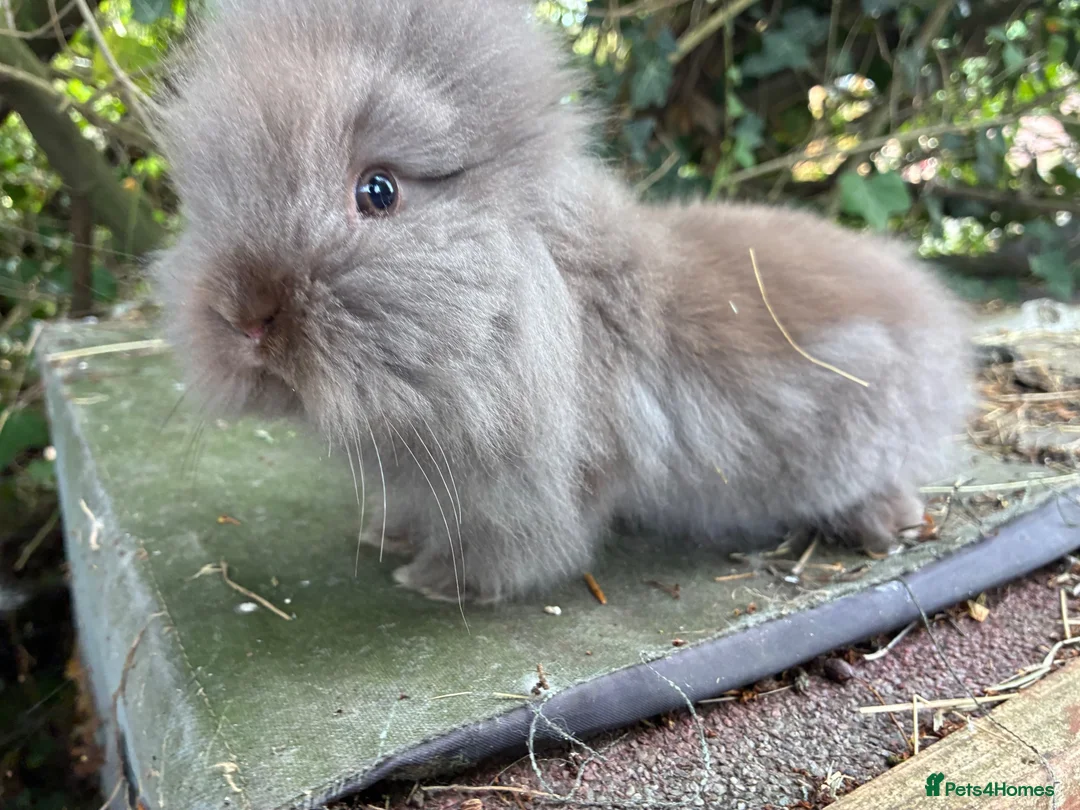 Lionhead rabbits for sale: 1 fluffy lionhead babies and 3 minilop babies  - Advert 8