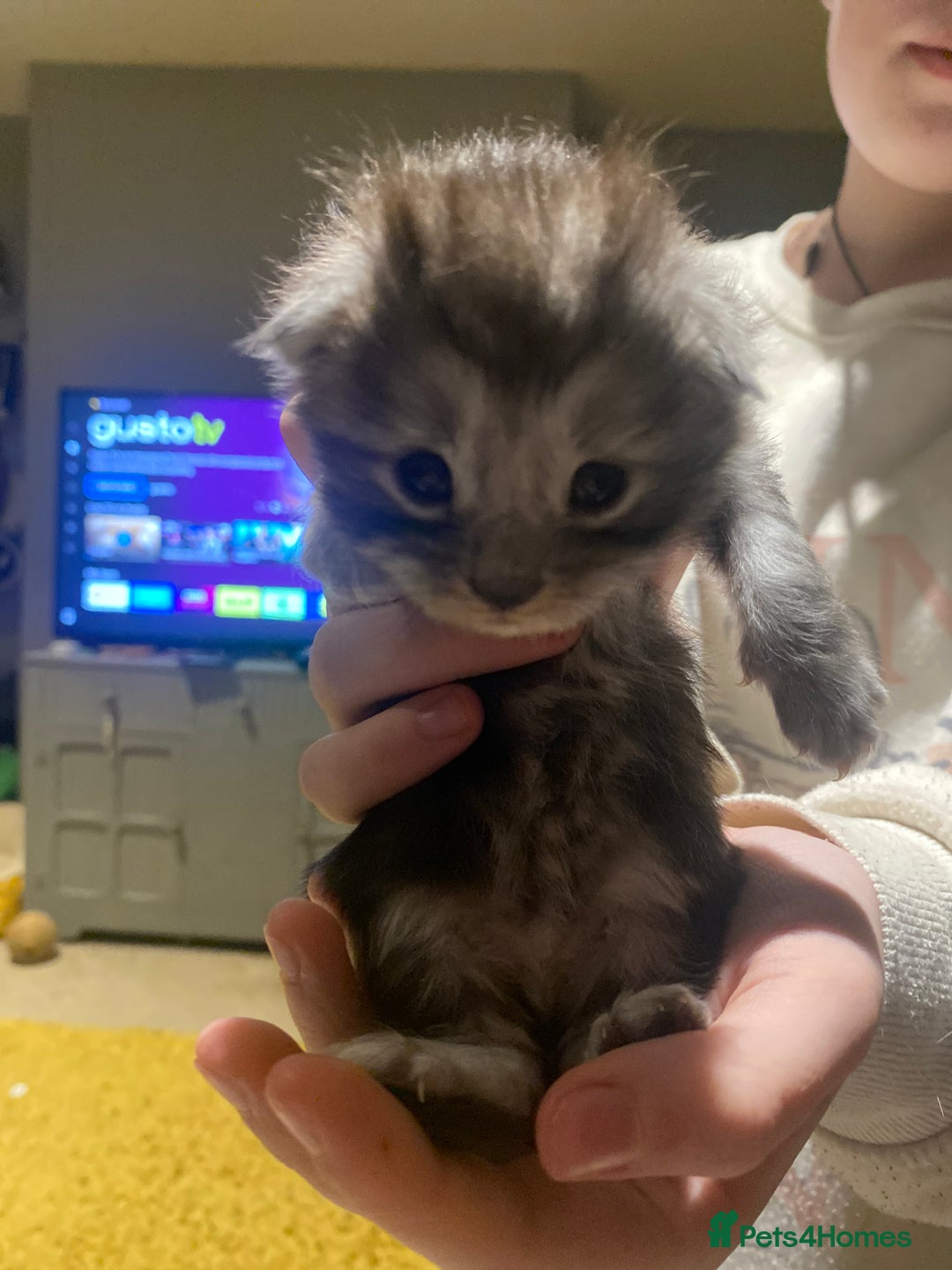 Maine Coon cats for sale: 4 x Maine coon kittens  - Advert 10