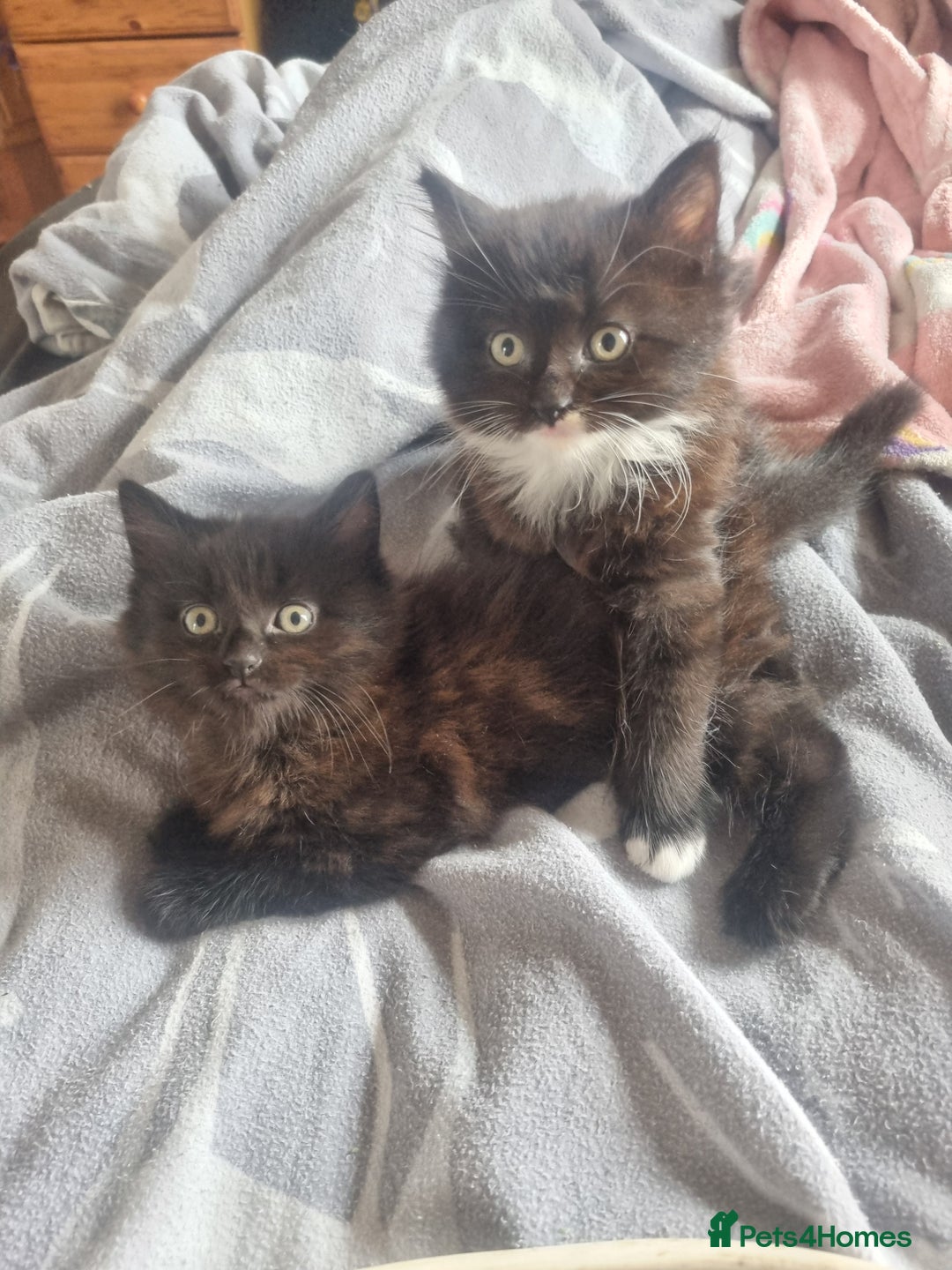 Mixed Breed cats for sale: Maine coon X - Image 5