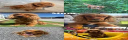 Cocker Spaniel dogs for sale: Beautiful Working Cocker Spaniels-health tested✅ - Advert 26
